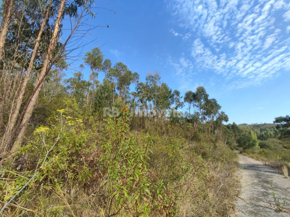 Terreno para Venda em São Pedro de Tomar Foto 3