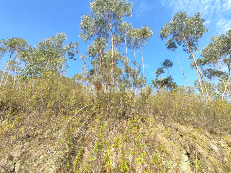 Terreno para Venda em São Pedro de Tomar Foto 23