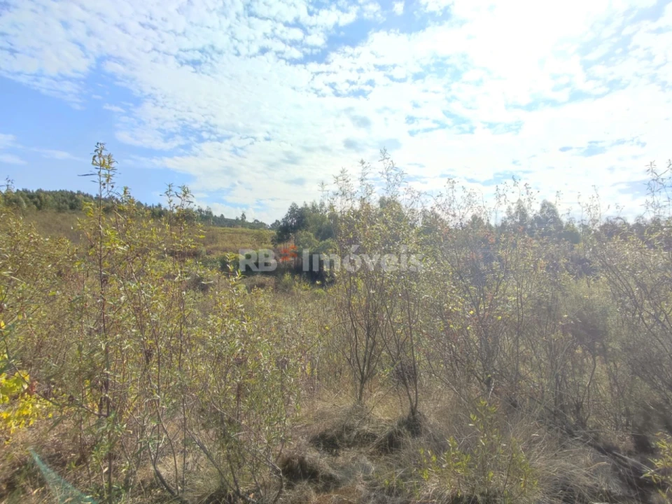 Terreno para Venda em São Pedro de Tomar Foto 25