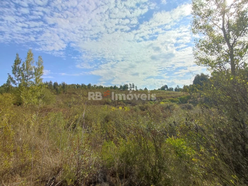 Terreno para Venda em São Pedro de Tomar Foto 26