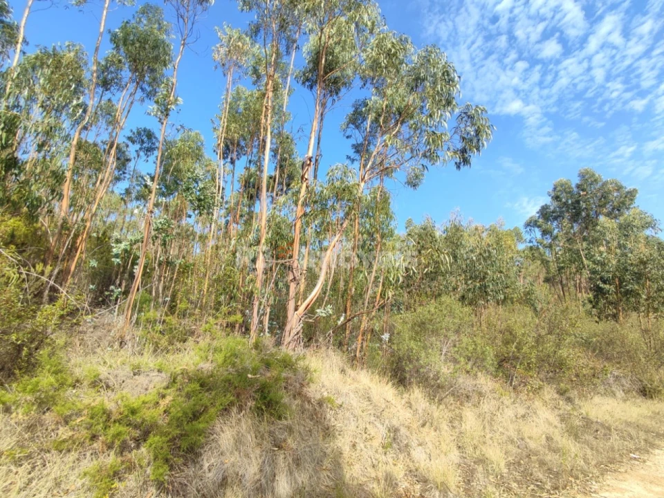 Terreno para Venda em São Pedro de Tomar Foto 28