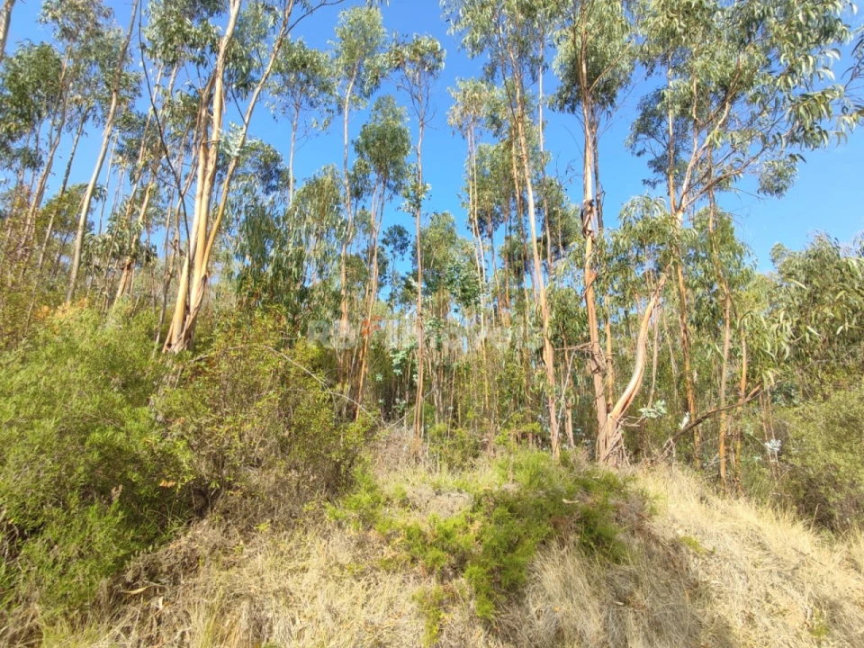Terreno para Venda em São Pedro de Tomar Foto 29