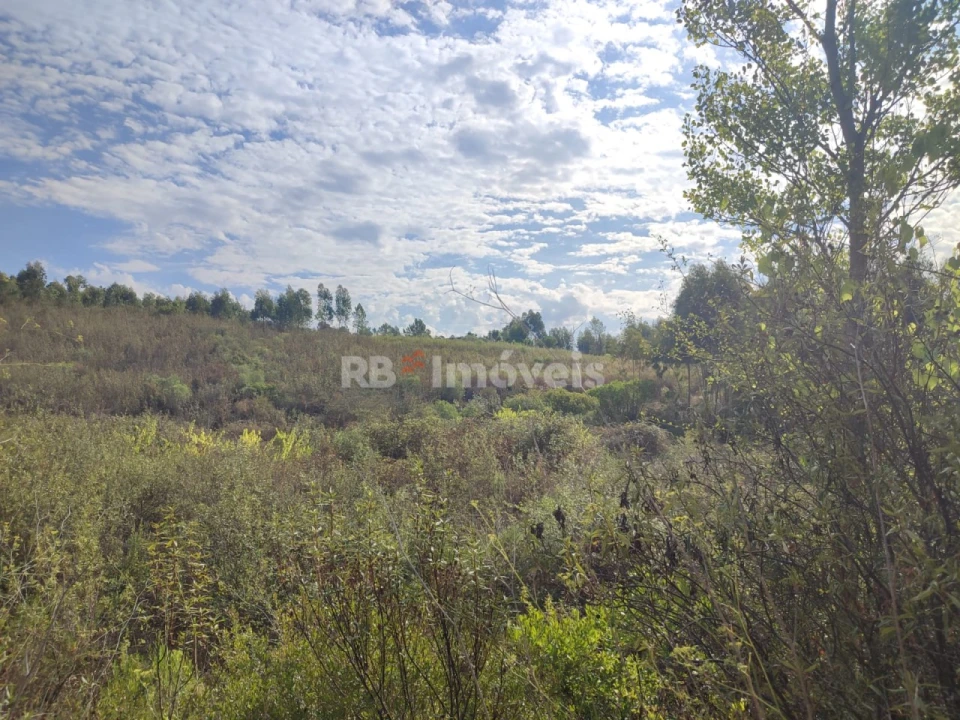 Terreno para Venda em São Pedro de Tomar Foto 30