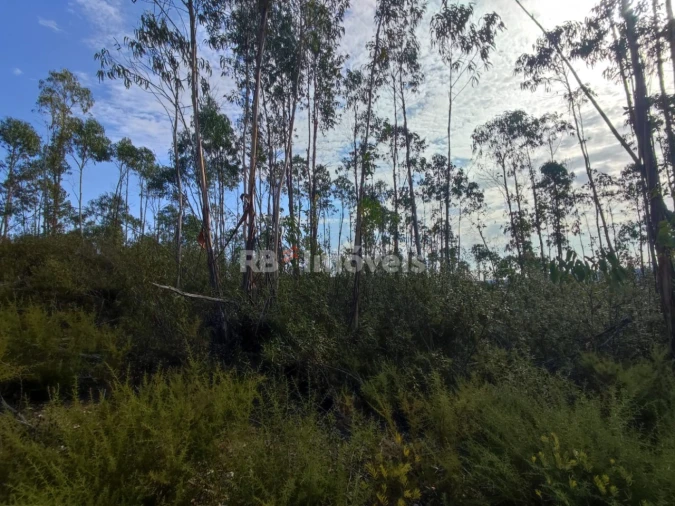 Terreno para Venda em São Pedro de Tomar Foto 8