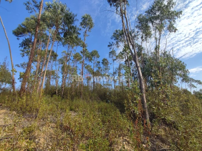 Terreno para Venda em São Pedro de Tomar Foto 15