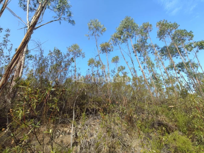 Terreno para Venda em São Pedro de Tomar Foto 16