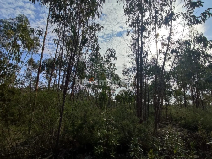 Terreno para Venda em São Pedro de Tomar Foto 18