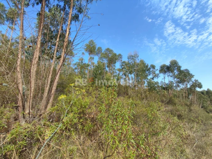 Terreno para Venda em São Pedro de Tomar Foto 20