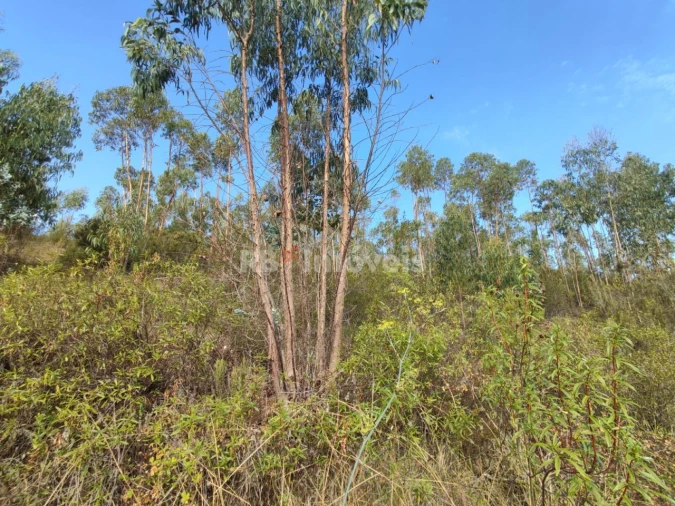 Terreno para Venda em São Pedro de Tomar Foto 21