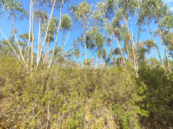 Terreno para Venda em São Pedro de Tomar Foto 7