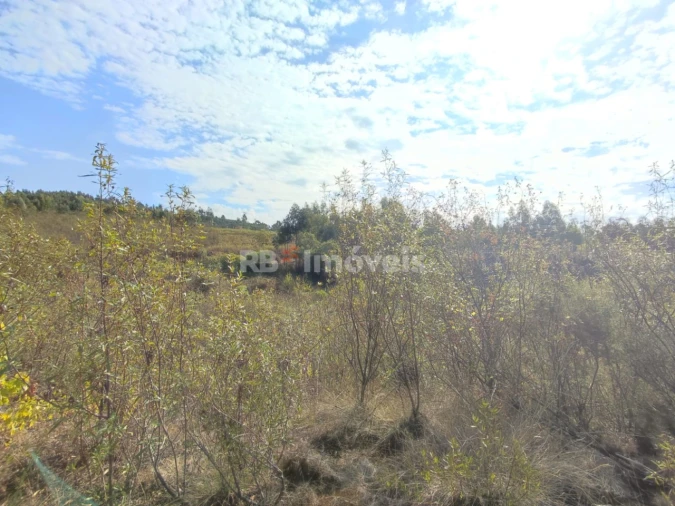 Terreno para Venda em São Pedro de Tomar Foto 25