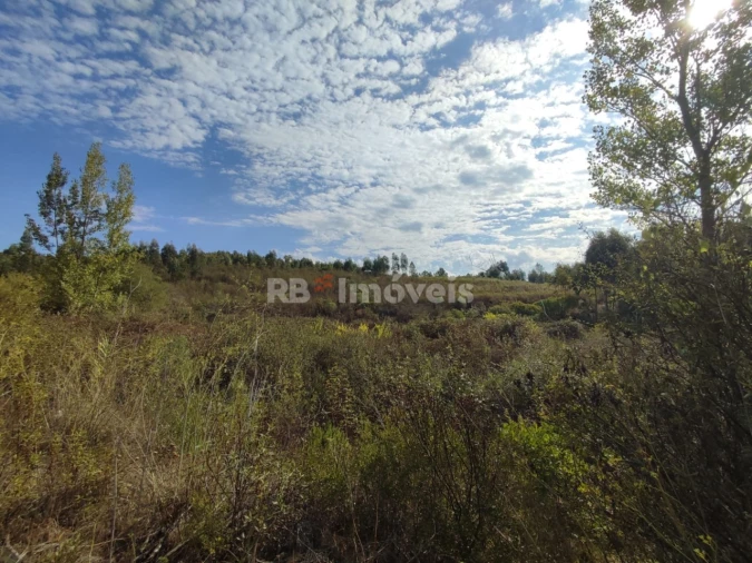 Terreno para Venda em São Pedro de Tomar Foto 27
