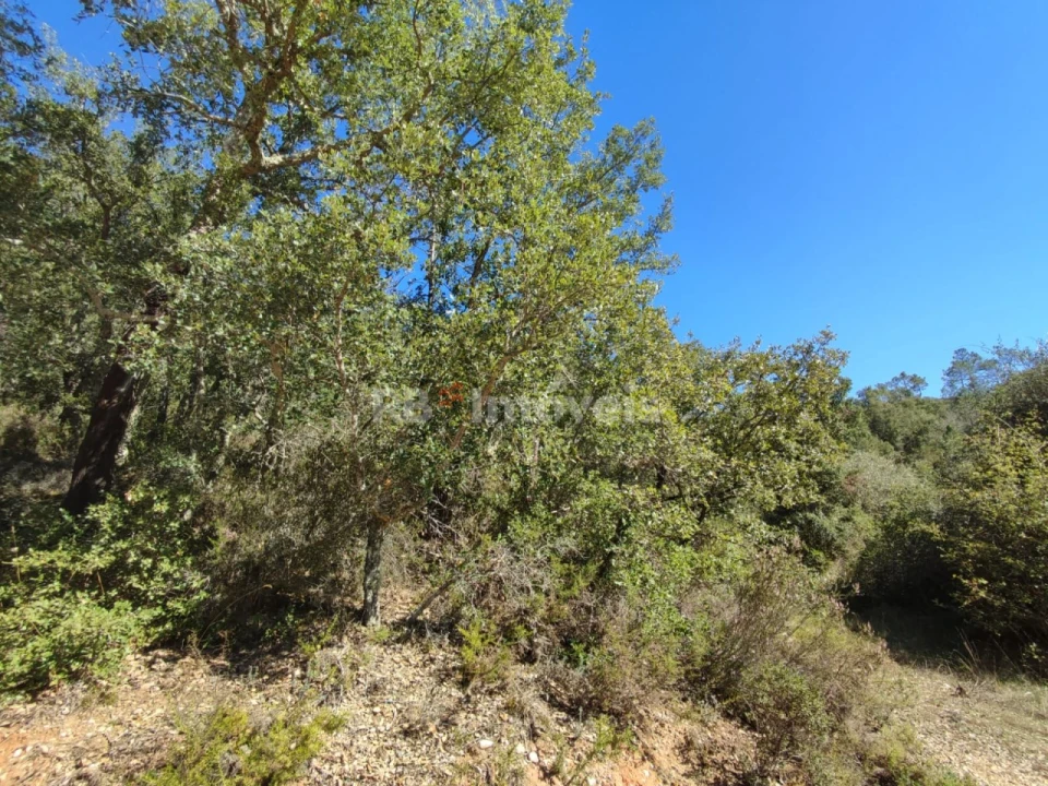 Terreno para Venda em Chãos Foto 5