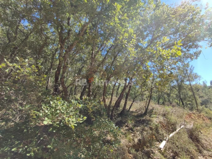 Terreno para Venda em Chãos Foto 2