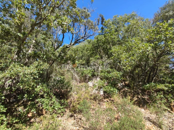 Terreno para Venda em Chãos Foto 13