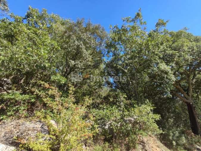 Terreno para Venda em Chãos Foto 18