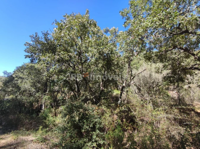 Terreno para Venda em Chãos Foto 22