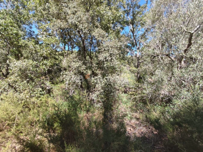 Terreno para Venda em Chãos Foto 23