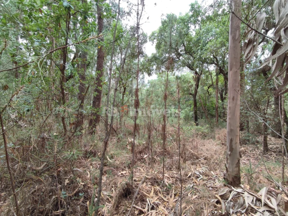 Terreno para Venda em Igreja Nova do Sobral Foto 3