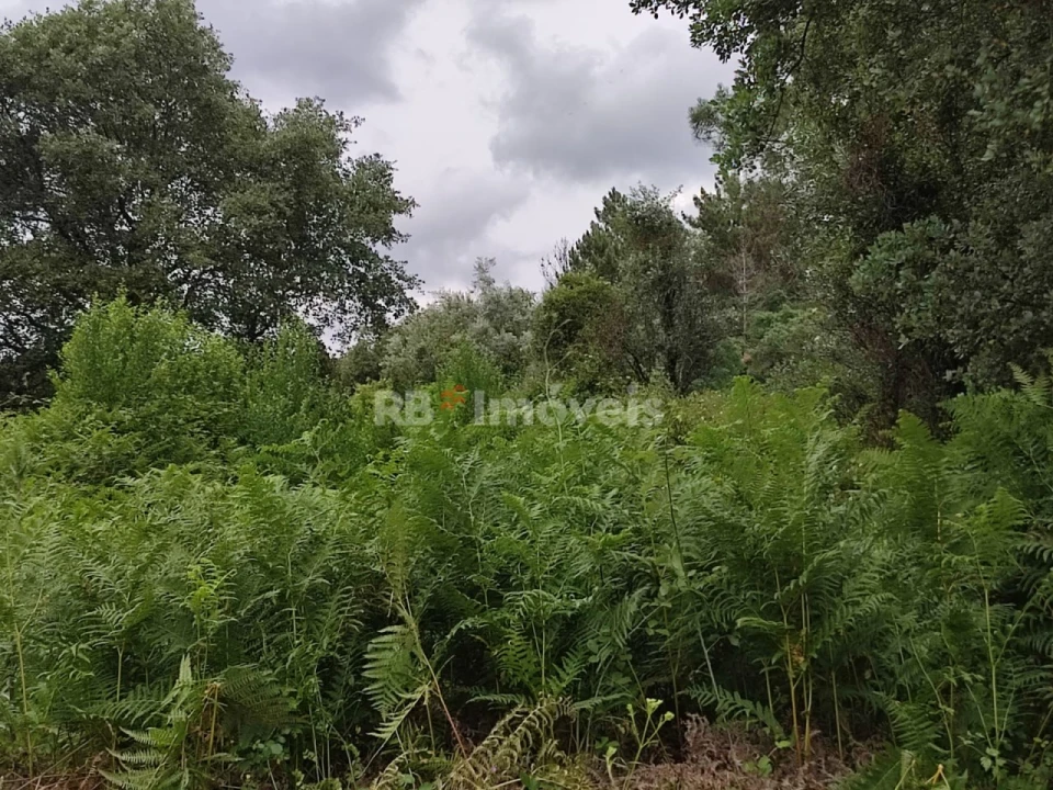 Terreno para Venda em Igreja Nova do Sobral Foto 8