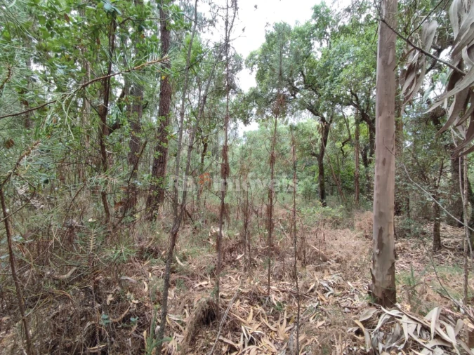 Terreno para Venda em Igreja Nova do Sobral Foto 3
