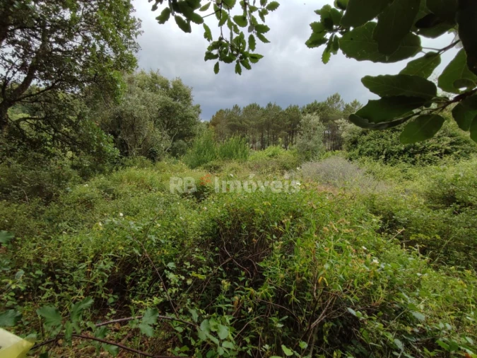 Terreno para Venda em Igreja Nova do Sobral Foto 2