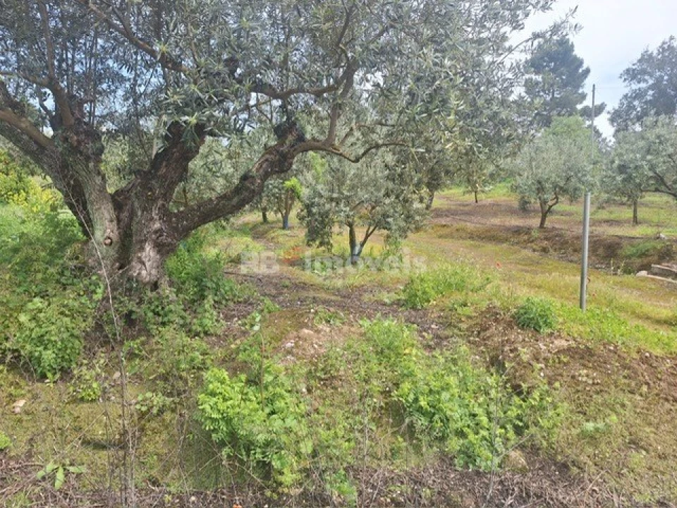 Terreno para Venda em Serra e Junceira Foto 10