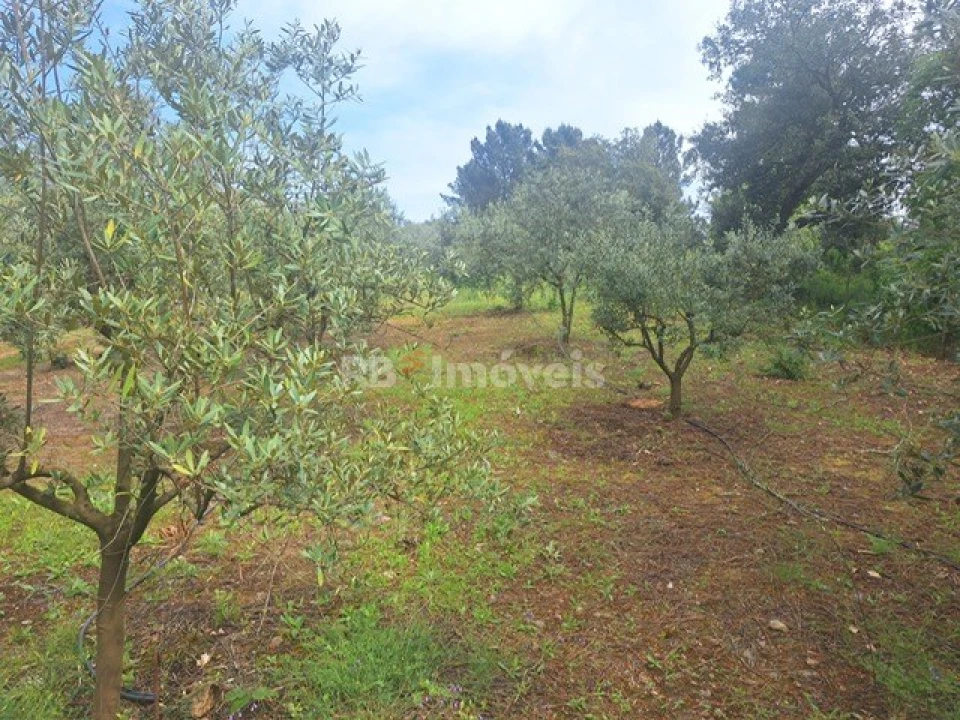 Terreno para Venda em Serra e Junceira Foto 5