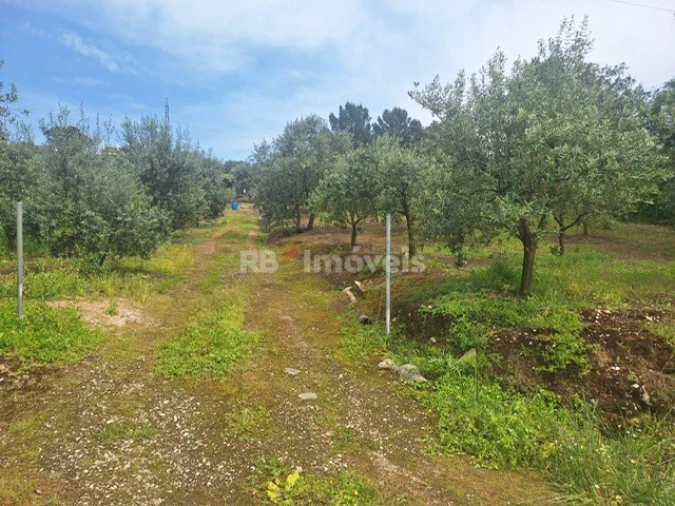 Terreno para Venda em Serra e Junceira Foto 9