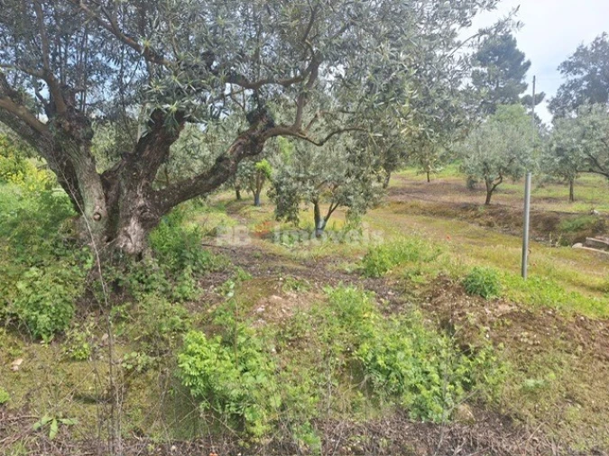Terreno para Venda em Serra e Junceira Foto 10