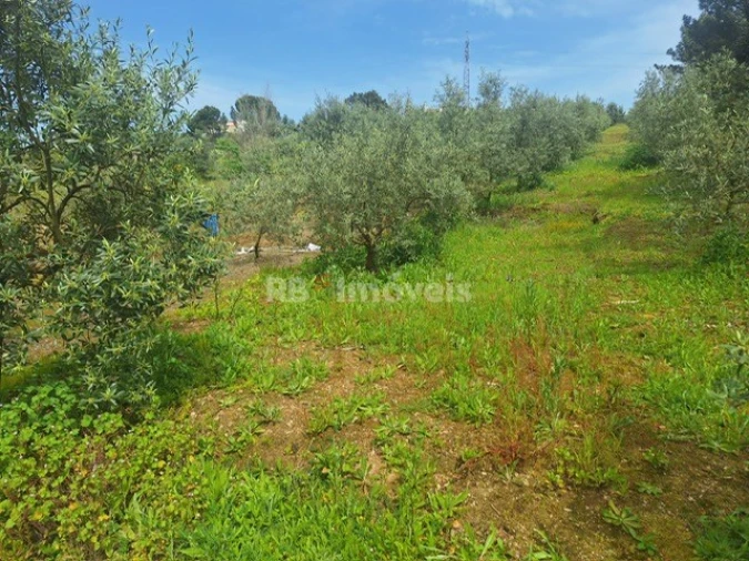Terreno para Venda em Serra e Junceira Foto 6