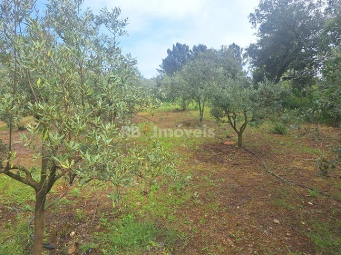 Terreno para Venda em Serra e Junceira Foto 5