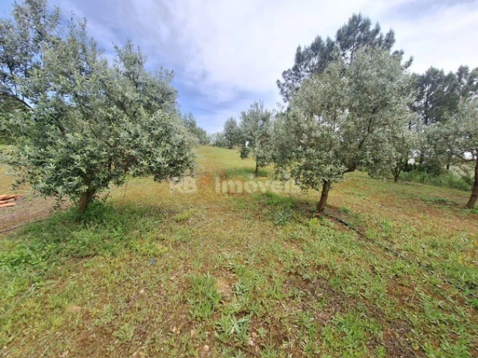 Terreno para Venda em Serra e Junceira Foto 3