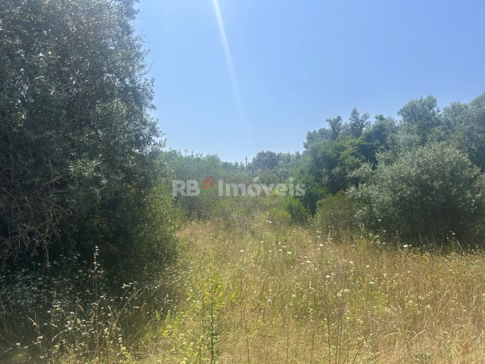 Terreno para Venda em Assentiz Foto 5