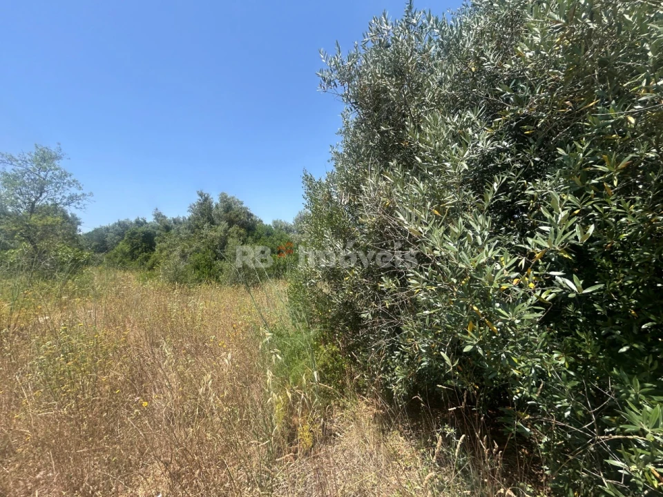 Terreno para Venda em Assentiz Foto 12