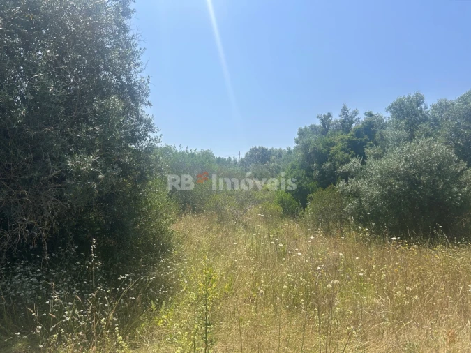 Terreno para Venda em Assentiz Foto 5