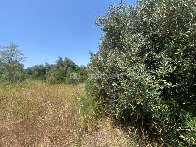 Terreno para Venda em Assentiz Foto 12