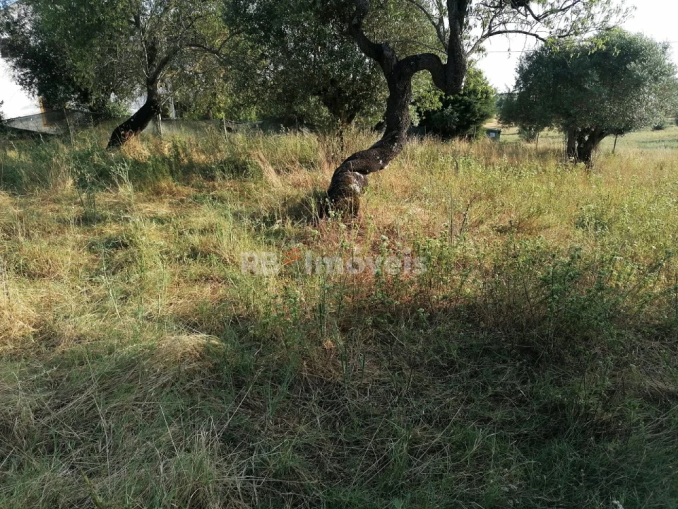 Terreno para Venda em Paialvo Foto 4