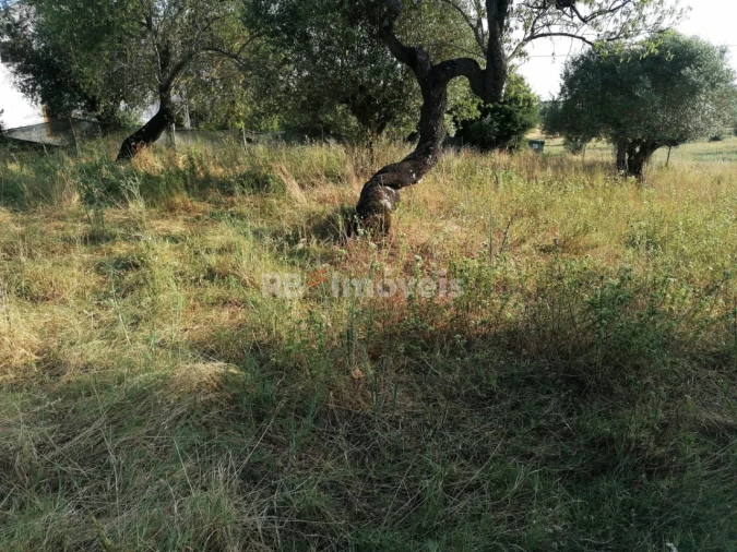 Terreno para Venda em Paialvo Foto 4