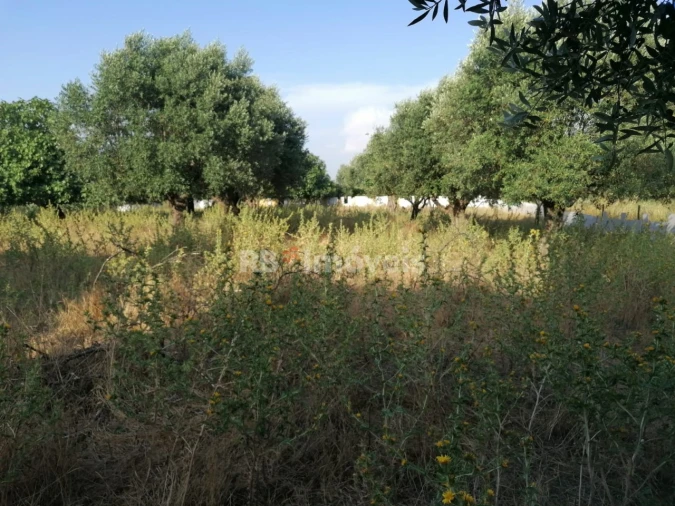 Terreno para Venda em Paialvo Foto 19