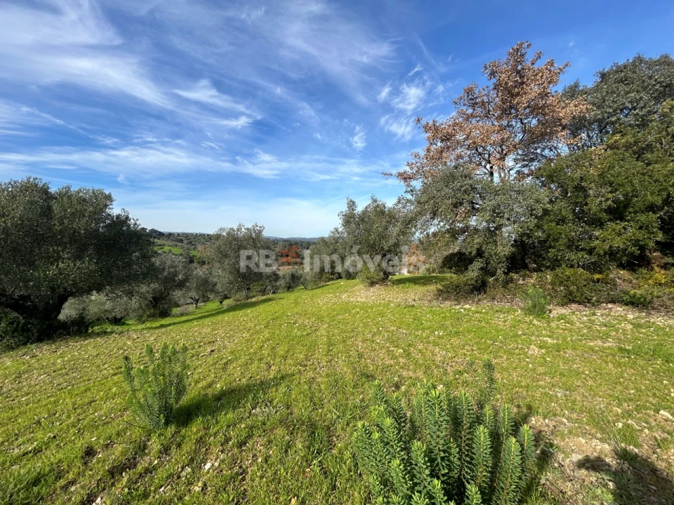 Terreno para Venda em Assentiz Foto 17