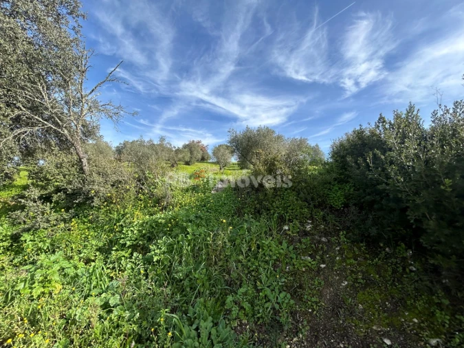 Terreno para Venda em Assentiz Foto 11