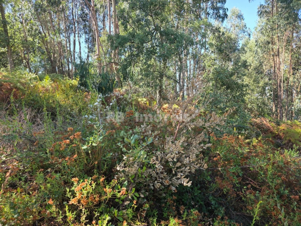 Terreno para Venda em Serra e Junceira Foto 19