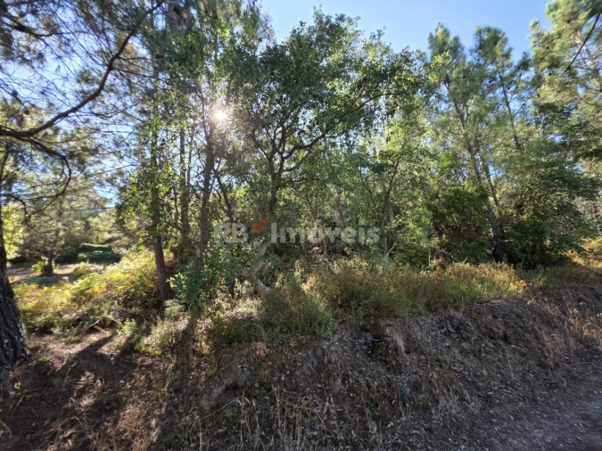 Terreno para Venda em Serra e Junceira Foto 5