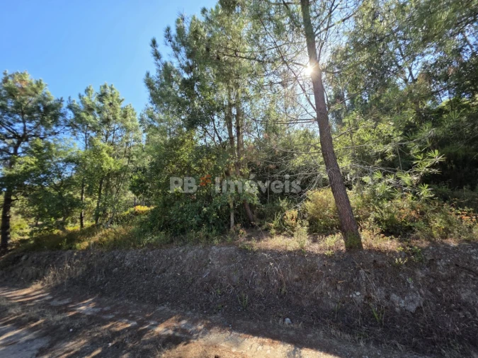 Terreno para Venda em Serra e Junceira Foto 7
