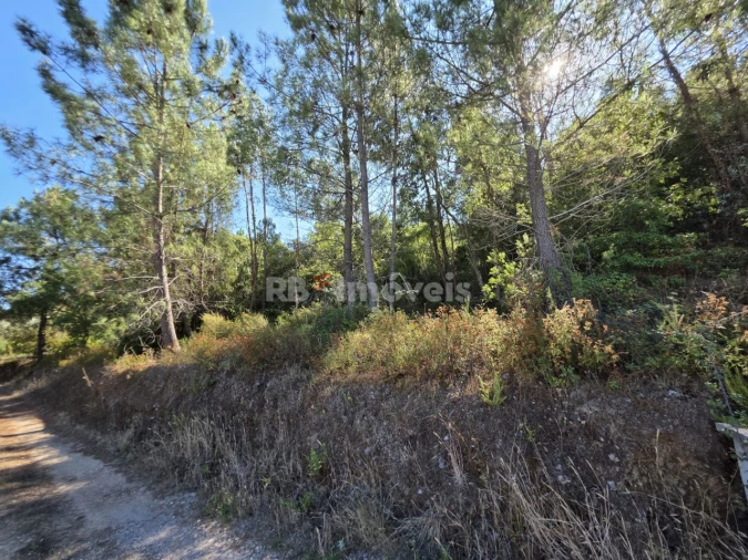 Terreno para Venda em Serra e Junceira Foto 9