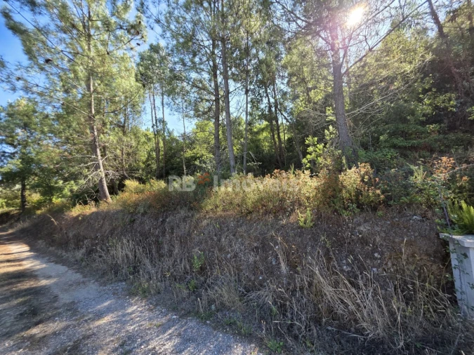 Terreno para Venda em Serra e Junceira Foto 10