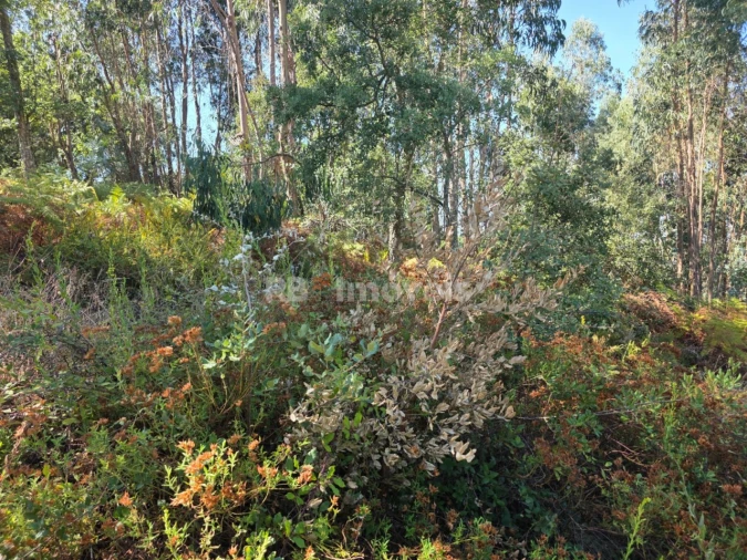 Terreno para Venda em Serra e Junceira Foto 19