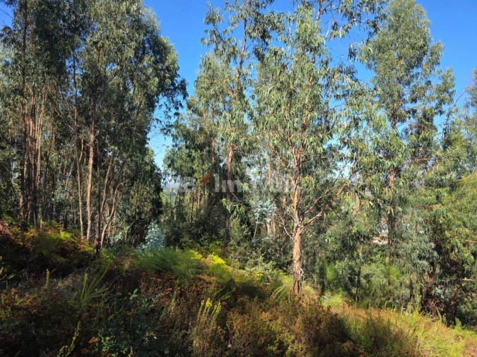 Terreno para Venda em Serra e Junceira Foto 20