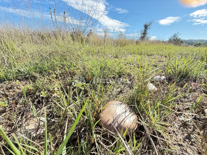 Terreno para Venda em Alvega e Concavada Foto 4